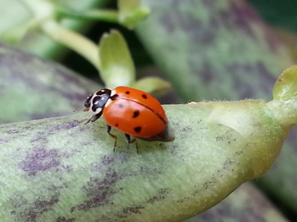 Agriturismo Fioredizucca Villa Albenga Eksteriør bilde